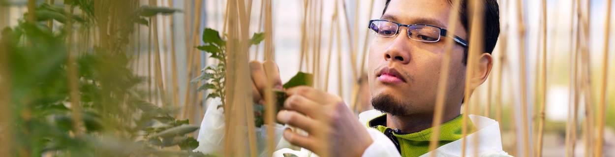 Een man met een bril en een witte jas staat in een kas. In de kas staan planten, de man bestudeert het blad van een van deze planten.